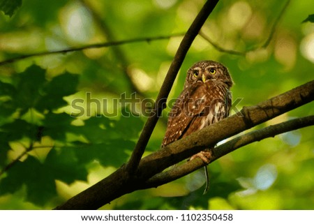 Eurasian Pygmy-Owl - Glaucidium passerinum sitting on the branch with the prey - rodent in the forest in summer after the successful hunt.