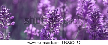 Spring lavender background. flower background. Shallow depth of field.