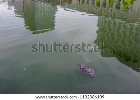 Aquatic turtle in the moat surrounding the Tokyo Imperial Palace, with reflection of the surrounding skyscrapers, Japan