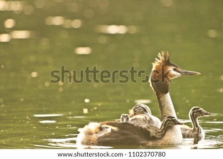 cute great crested grebe family with young chicks, nymphenburg palace, munich, bavaria, germany