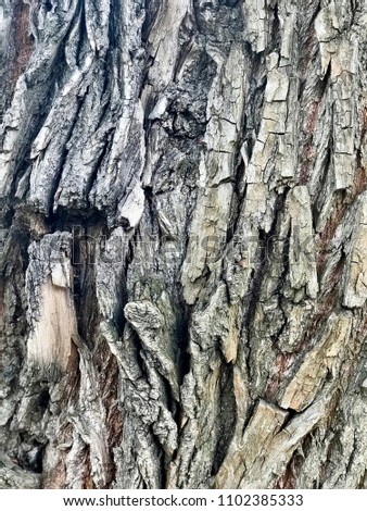 Texture of the bark of a tree, closeup