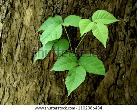 Characteristic triple leaflets of a poison ivy vine on a sycamore tree trunk. Royalty-Free Stock Photo #1102386434