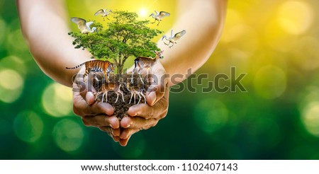 Concept Nature reserve conserve Wildlife reserve tiger Deer Global warming Food Loaf Ecology Human hands protecting the wild and wild animals tigers deer, trees in the hands green background Sun light Royalty-Free Stock Photo #1102407143