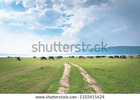 Many buffalo are walking on grassland with lakes.