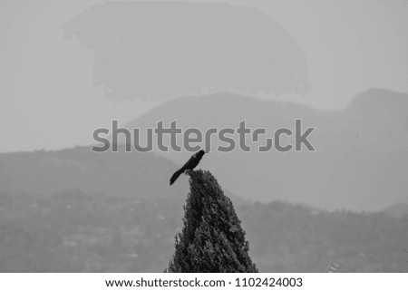 a bird posing on the tip of a tree and in the distance of a mountain