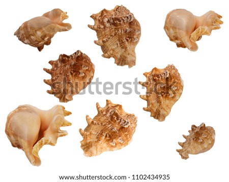 set of clam mollusc shells isolated on white background
