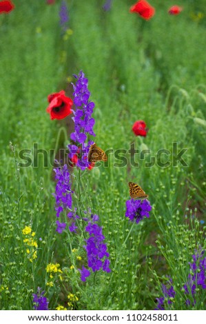 Two bright big orange
butterflies on the delphinium flowers on green blur background