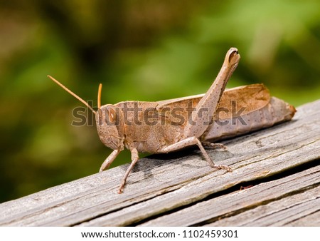 Brown Grasshopper on Wooden Beam