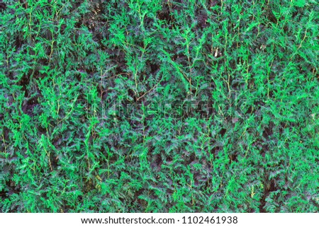 Green grass background. Fresh green grass moss floor garden texture background. Nature backdrop. Green grass seamless pattern.