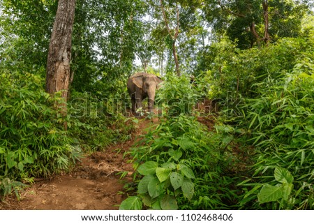 An elephant walks in the middle of the jungle in Chiang Mai Thailand