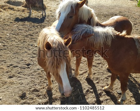 Beautiful dark and light brown horses on a pasture behind the barbed wire fence during sunny day. The light brown is in the focus. Close-up horizontal shot