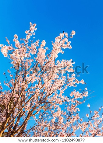almond tree flowers spirng blue sky background