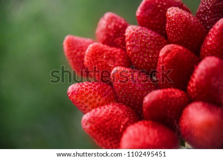 Lots of ripe red strawberries next to each other on a background of blurred green background