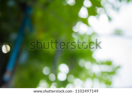 Beautiful blurred picture and green color bokey or bokeh from the nature and leaves background with sunlight on spring season for concept design and decorative workings