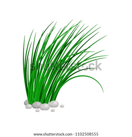 Bush of tall green grass isolated on white background. illustration