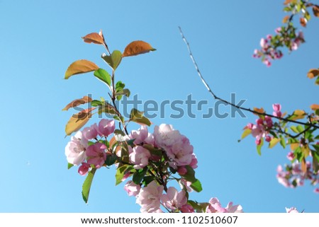 Spring blossoms on sky background