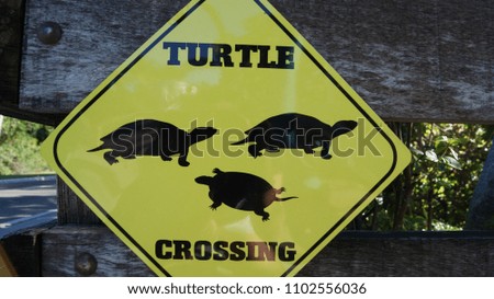 Turtle crossing sing 