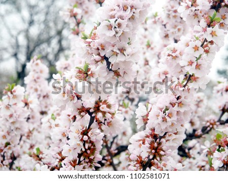 Cherry blossom (Sakura): Scientific name Prunus x yedoensis.