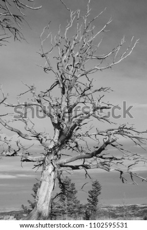 b&w photo of dead pine tree