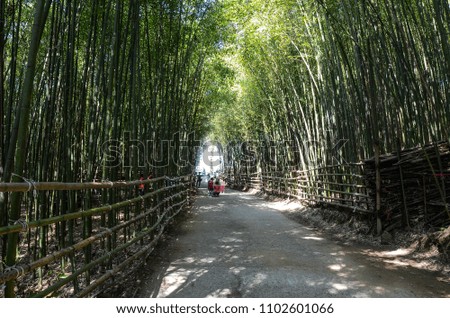 Taiwan Miaoli,sunlight in the unique green Bamboo forest, quiet landscape.