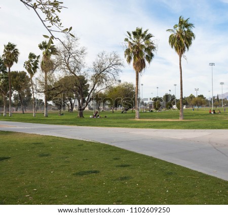 Palm trees and sidewalk at Reid Park in Tucson Arizona