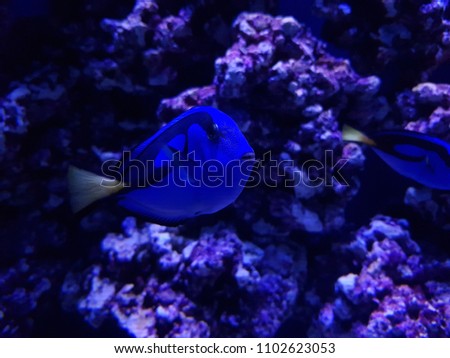 blue surgeonfish in saltwater aquarium 