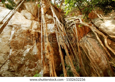 Root of tree on hill