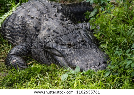 Picture of American alligator