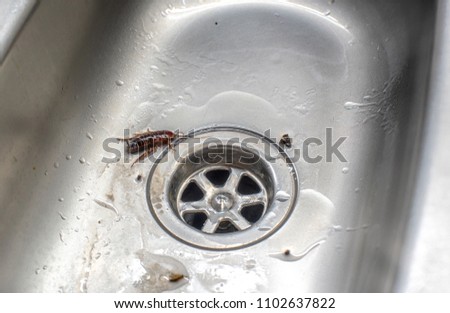 A dead cockroach in the sink to wash dishes. Royalty-Free Stock Photo #1102637822