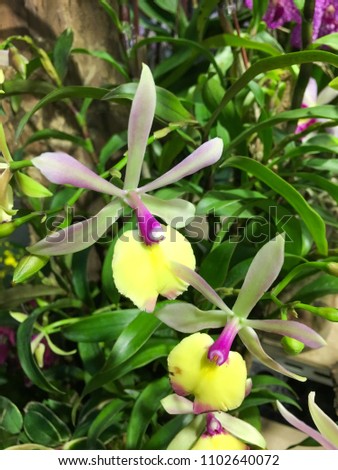 fresh beautiful vivid orchid in nature
