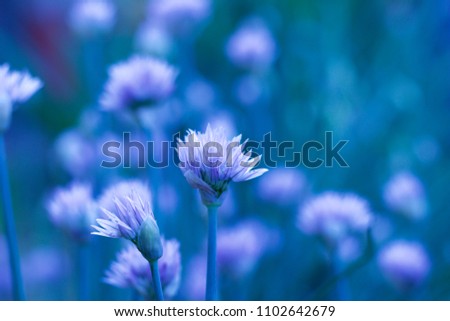Macro closeup of young early blooming chives blossoms in an early evening abstract display of beautiful blue color