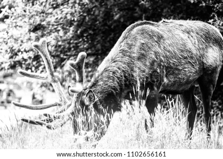 Elk eating grass in the wild black and white