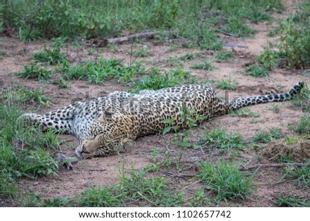 Young and lazy leopard staring at the photographer.