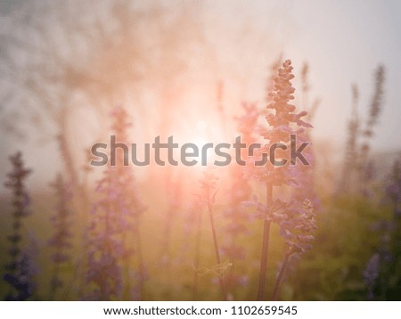 beautiful flower field in winter background with sunlight 