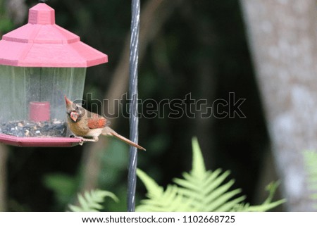 Female northern cardinal bird perched on feeder in backyard garden.