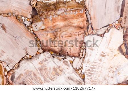 Natural contrast petrified wood texture in brown and light tone. High resolution photo.