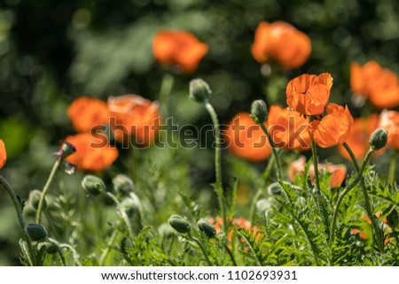 Flower decorative orange poppy on a flower bed in the city in the Garden with Blurred Flower as background of Colorful Blossom Flower in the Park.
