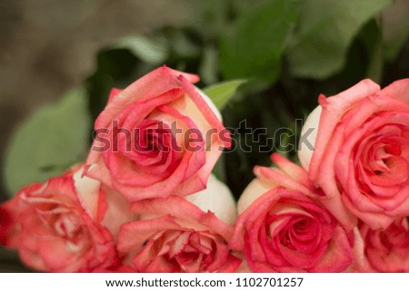 Beautiful roses outdoors