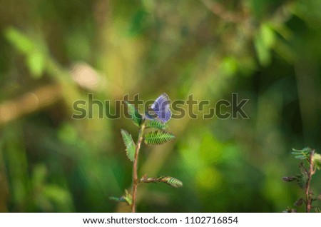 the little butterfly in a plant 