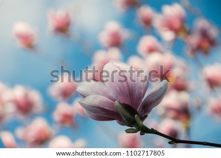 Big spring pink magnolia flower close up with other flowers and blue sky in the background