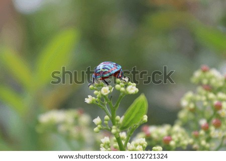 Ladybug with flowers in the morning, green background