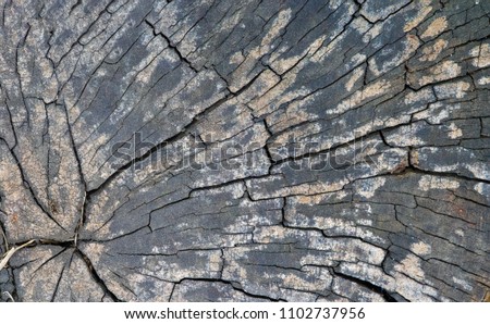 background, pattern. Stump. wooden textured texture. Cutting a cross-tree with annual rings. capable of cutting something.