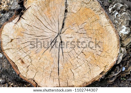 Texture of  cross section of old tree. For design and creativity