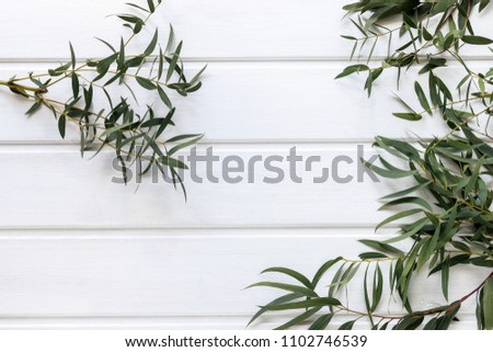 Green leaves of agonis flexuosa on white wooden table, copy space. 
