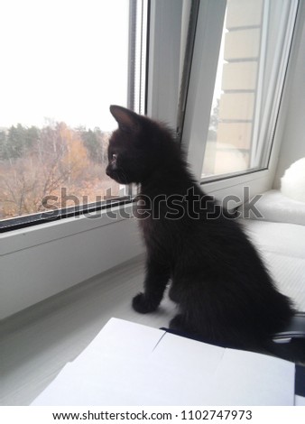A small fluffy black kitten sits on a windowsill and looks out the window at the big world around on a Sunny autumn day