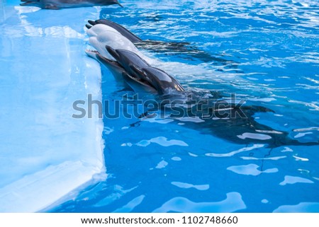 Dolphins and  in dolphinarium