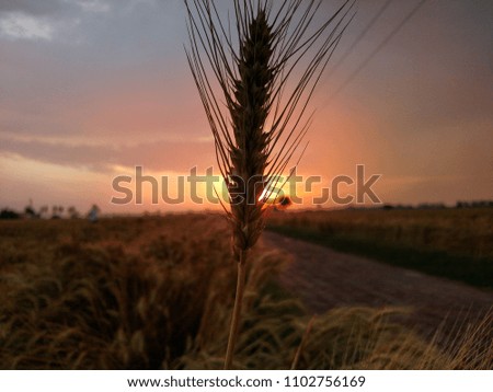 grain crop in the rural landscape during sunset.