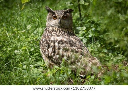 Owl forest bird