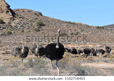Beautiful big ostriches on a farm in Oudtshoorn, Little Karoo, in South Africa Royalty-Free Stock Photo #1102758401