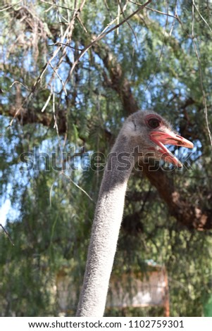 Beautiful picture of a big ostrich on a farm in Oudtshoorn, Little Karoo, in South Africa